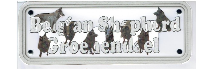 Belgian Shepherd Groenendael